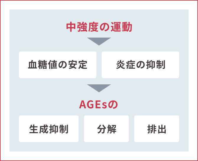 中強度の運動が血糖値を安定させ、炎症を抑制する。そしてそれがAGEsの生成抑制・分解・排出に繋がる。