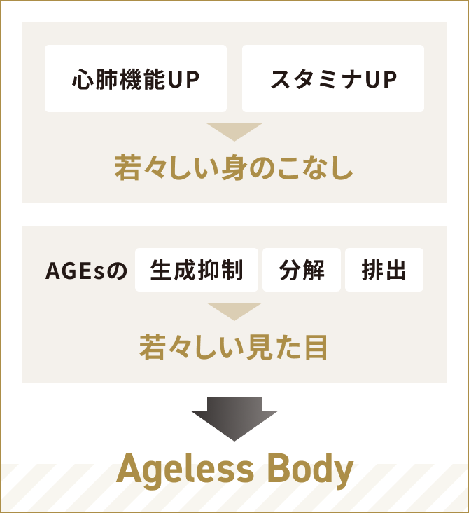 心肺機能UPとスタミナUPで若々しい身のこなしを。AGEsの生成抑制・分解・排出で若々しい見た目を。若々しい身のこなしと見た目がAgeless Bodyをつくる。